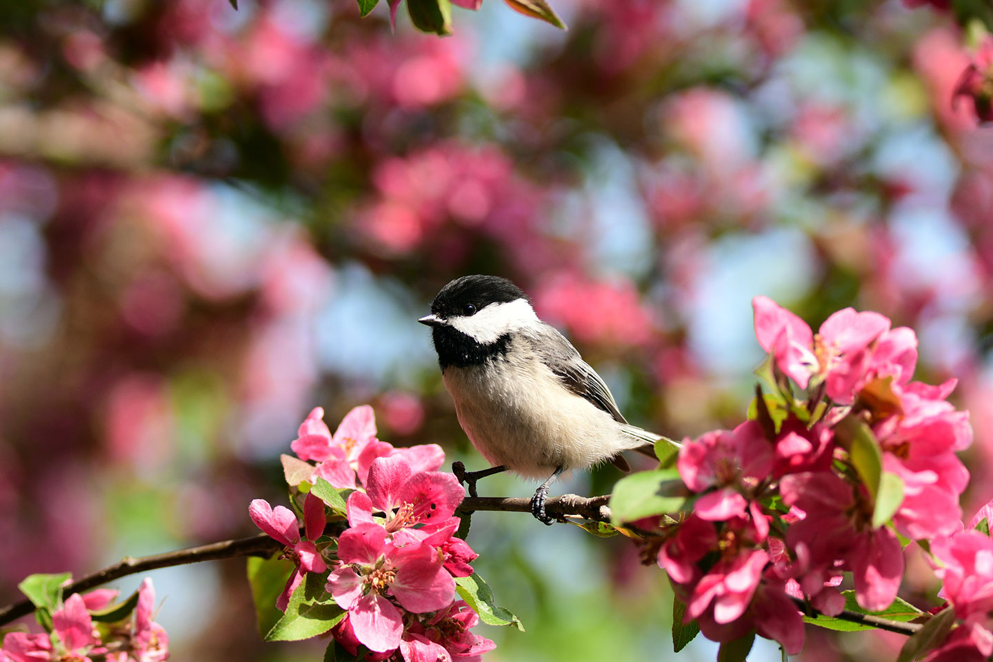 Chickadee in crabapple tree